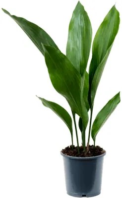 Aspidistra elatior 13x50 cm