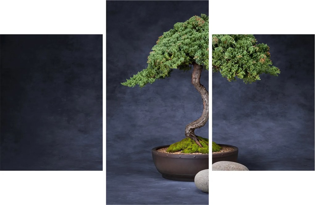 Obraz - Bonsai (90x60 cm)