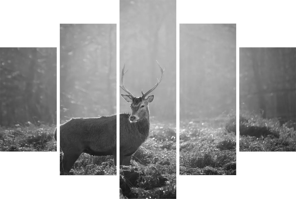 Obraz - Jeleň v lese, čiernobiela (150x105 cm)