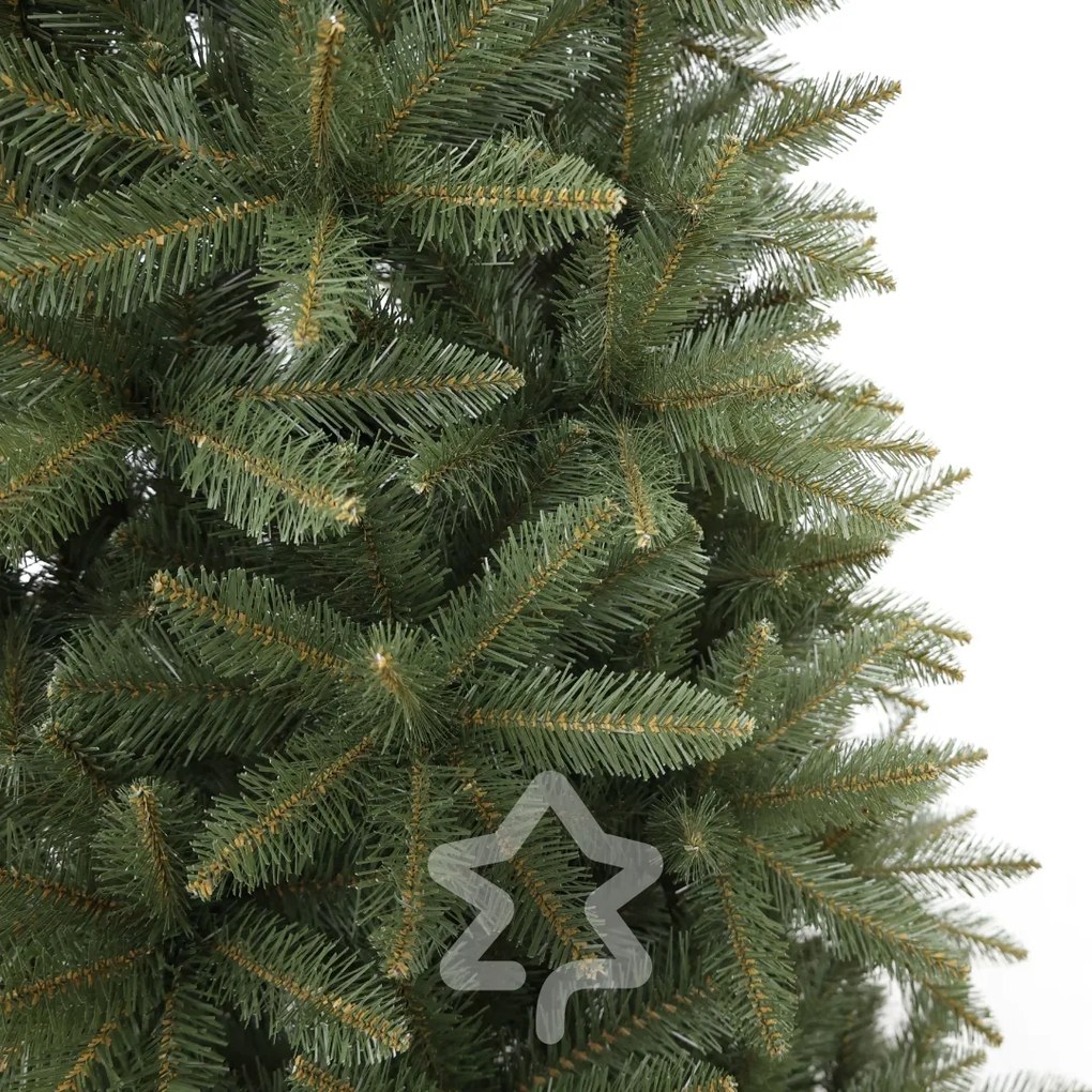 Smrek Kavkazský 210 cm