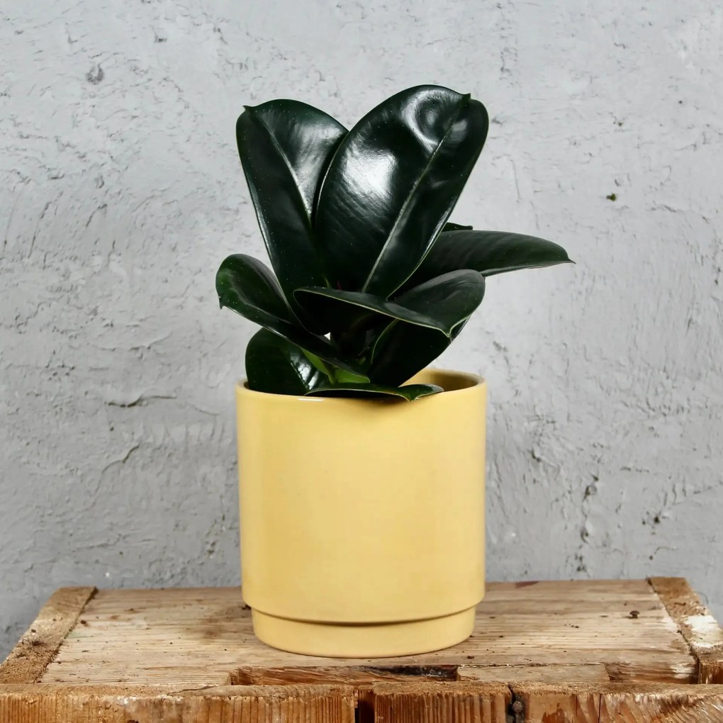 Ficus Elastica Sofia