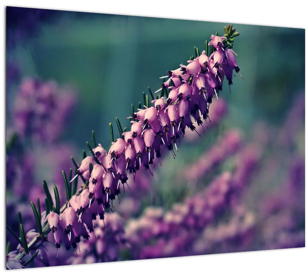 Obraz fialovej kvetiny (70x50 cm)