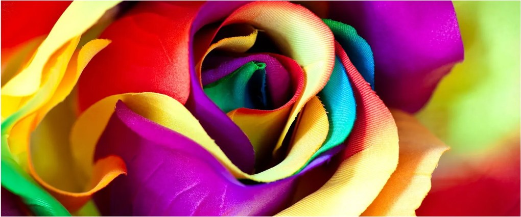 Obraz - Farebná ruža (120x50 cm)