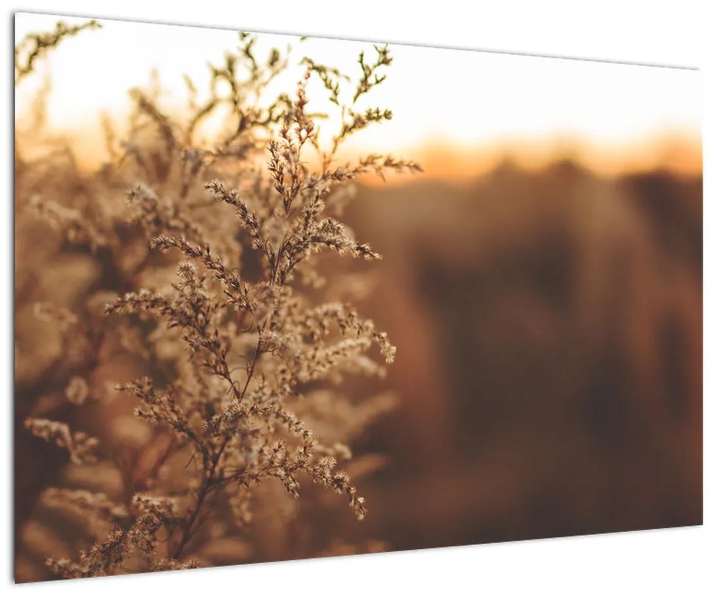 Obraz kvitnúcej trávy (90x60 cm)