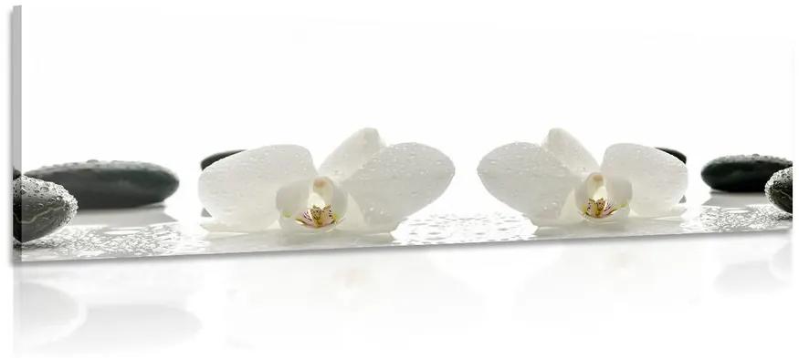 Obraz biele kvety orchidey Varianta: 150x50
