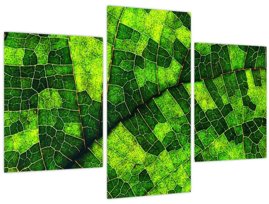 Obraz - Detail hárku (90x60 cm)