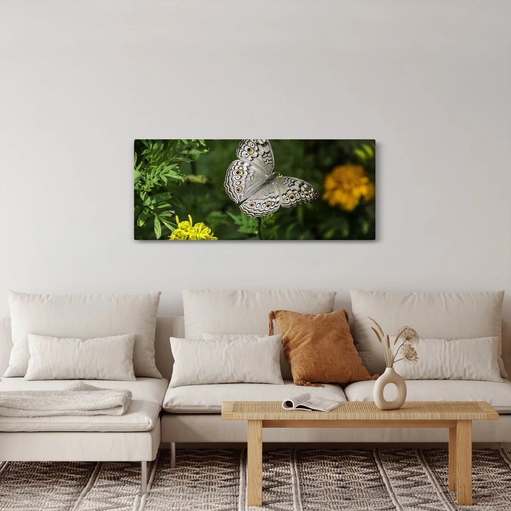 Obraz - biely motýľ (120x50 cm)
