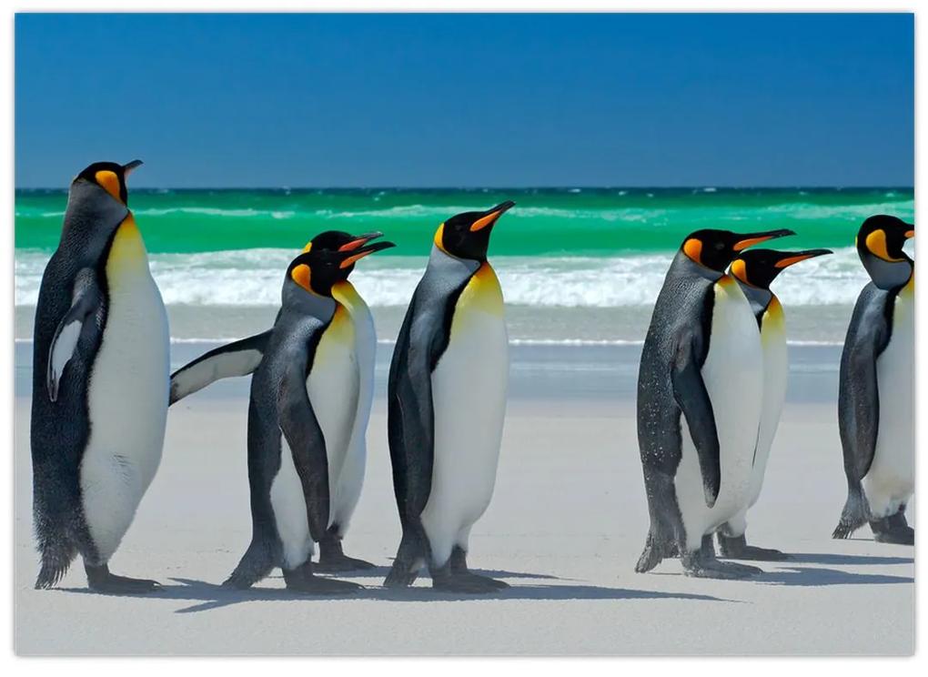 Sklenený obraz - Skupina kráľovských Tučniakov (70x50 cm)
