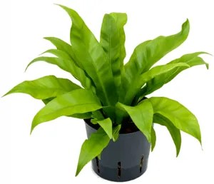 Asplenium antiquum 13/12 v.30 cm