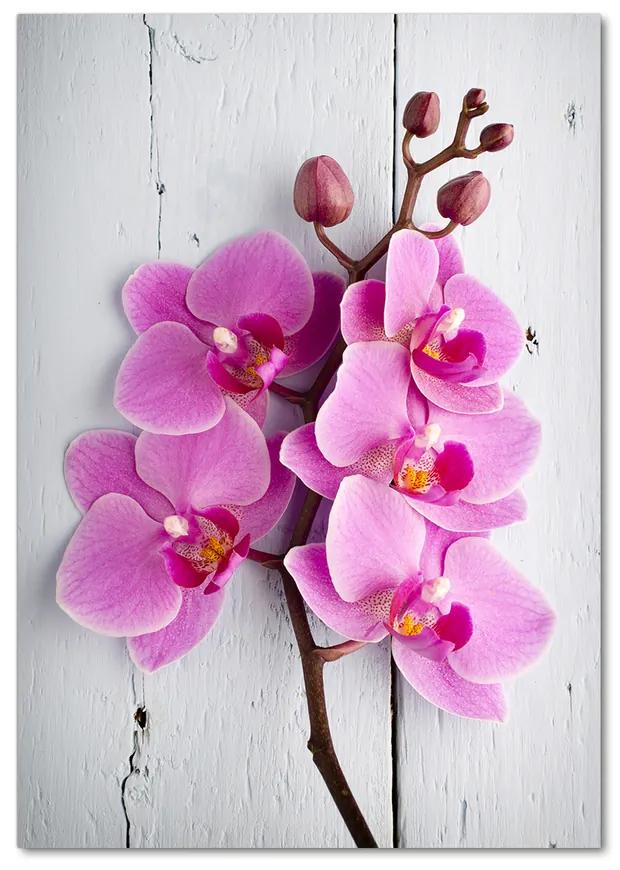 Foto obraz akrylové sklo Ružová orchidea pl-oa-70x100-f-118409675