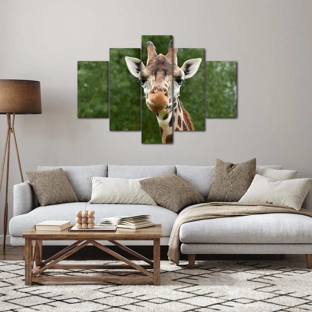 Obraz žirafy (150x105 cm)