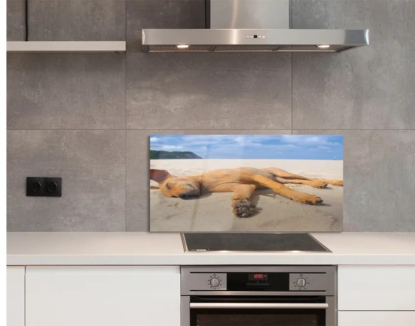 Nástenný panel  Ležiaci pes pláž 100x50 cm