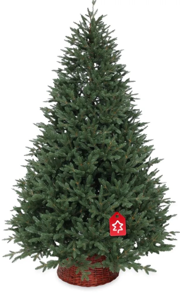 Smrek Kanadský 100% 150 cm