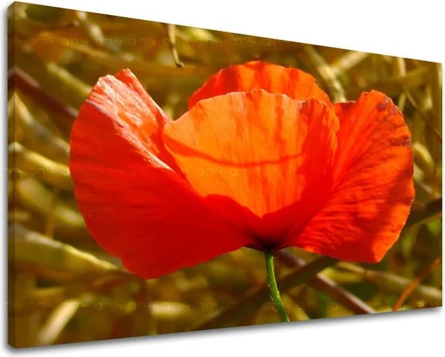 Obraz na stenu KVETY KV096E11 - 20x30 cm