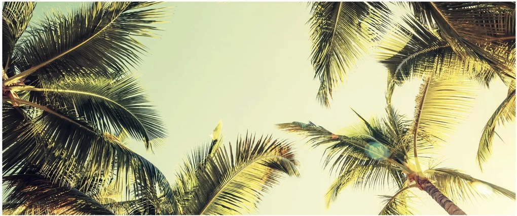Obraz s kokosovými palmami (120x50 cm)