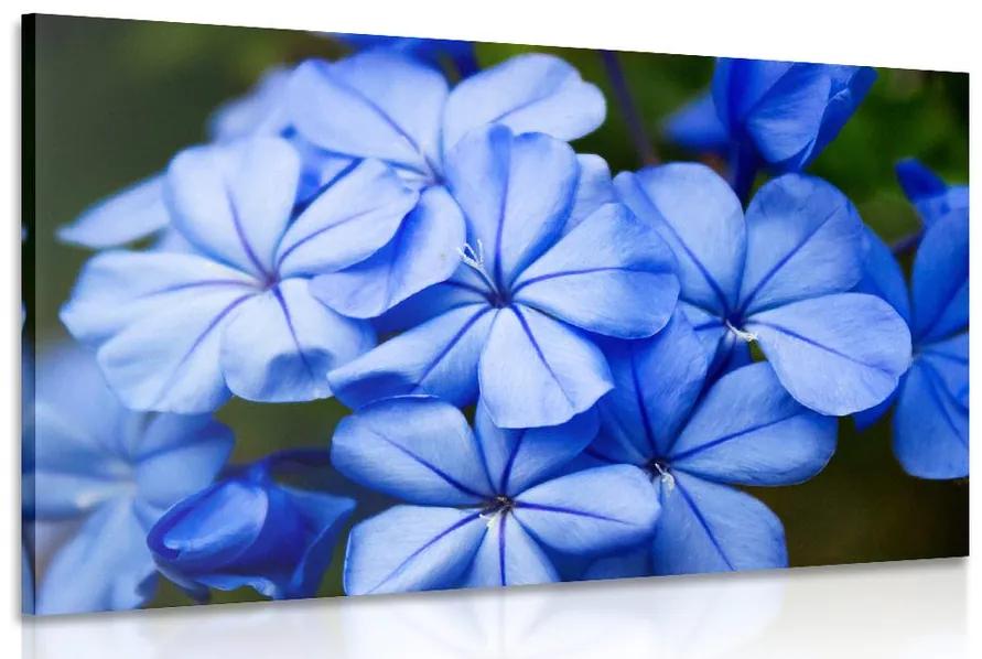 Obraz divoké modré kvety Varianta: 120x80