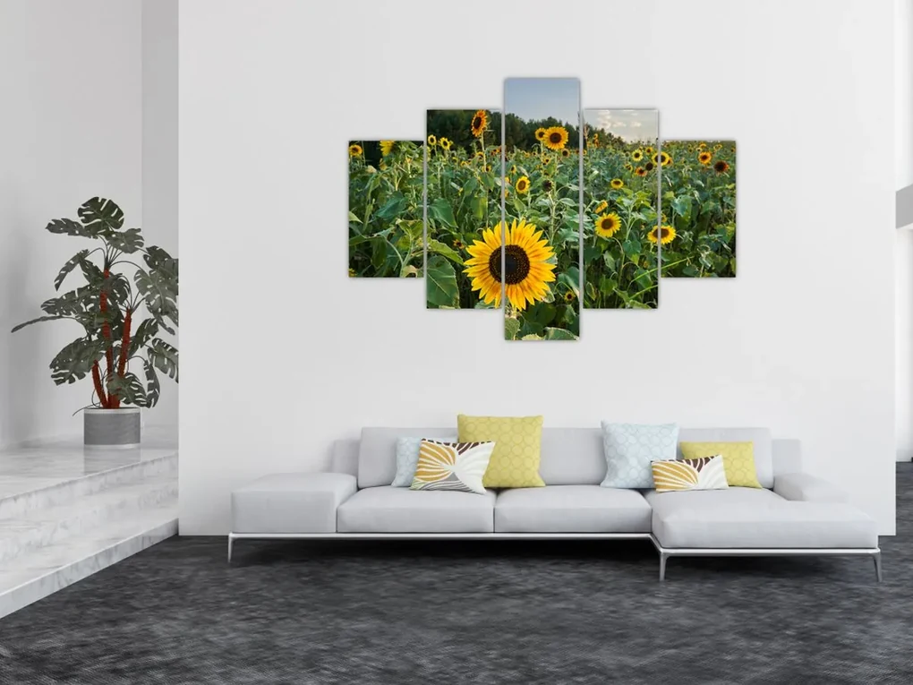 Obraz - Slnečnicové pole II. (150x105 cm)