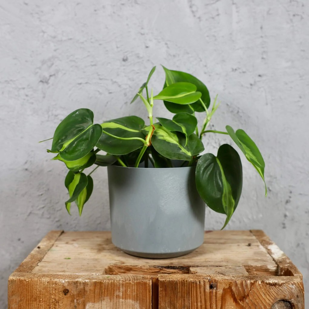 Philodendron Scandens Brasil