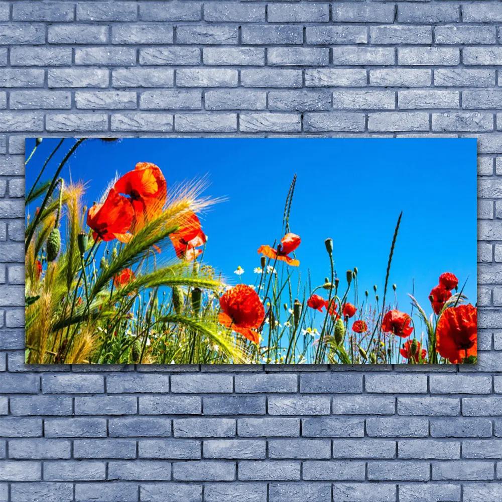 Obraz plexi Kvety maky pole trávy 120x60 cm