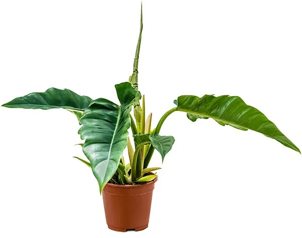 Philodendron "Narrow" bush 14x40 cm