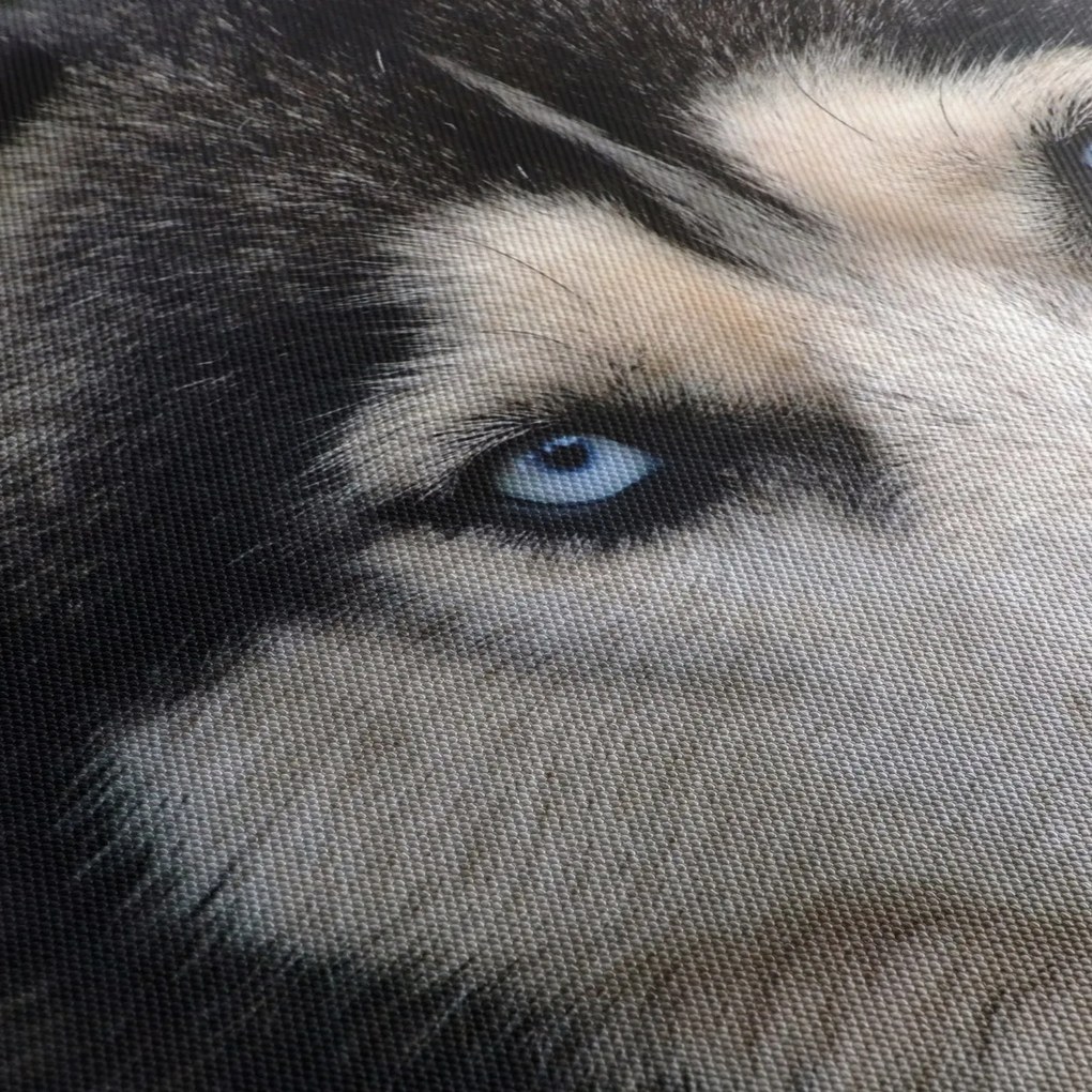 Obraz psa husky (90x60 cm)