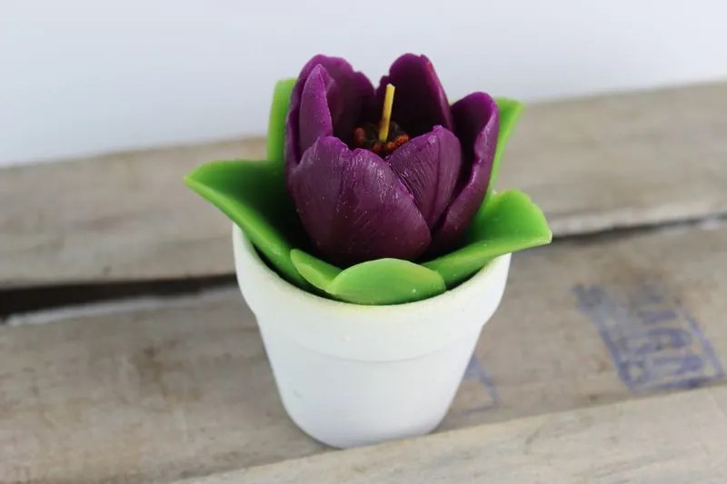 Fialová sviečka tulipána v bielom črepníku