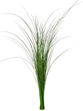 Stabilizovaná rastlina Gynerium grass bush 85 cm