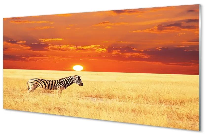 Sklenený obraz Zebra poľa sunset 120x60 cm