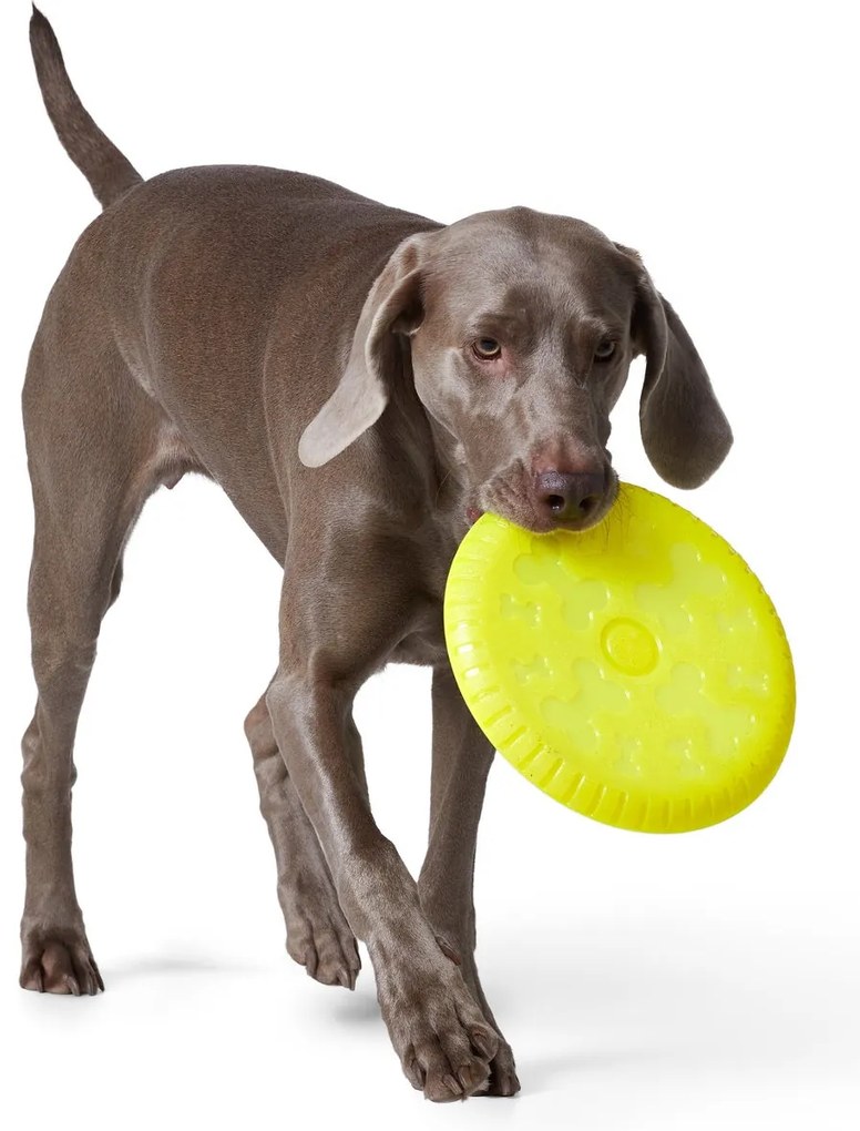 Lietajúci disk pre psy