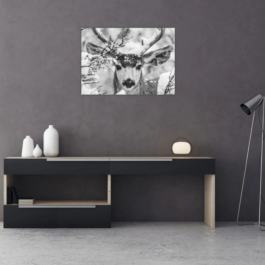 Obraz - Jeleň v zime (70x50 cm)