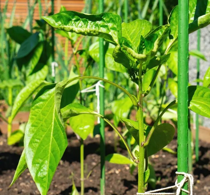 Oporná tyč k rastlinám 11 mm x 120 cm - 1ks