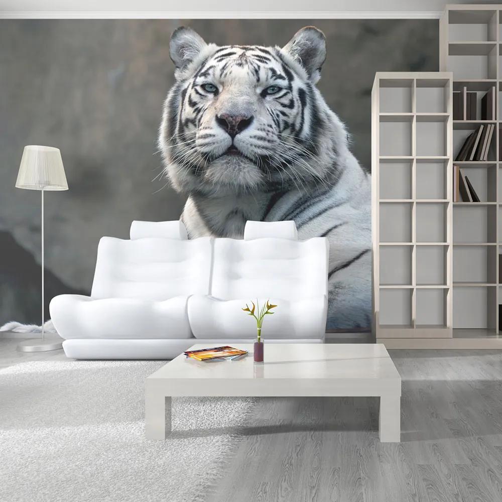 Artgeist Fototapeta - Bengali tiger in zoo Veľkosť: 200x154, Verzia: Standard