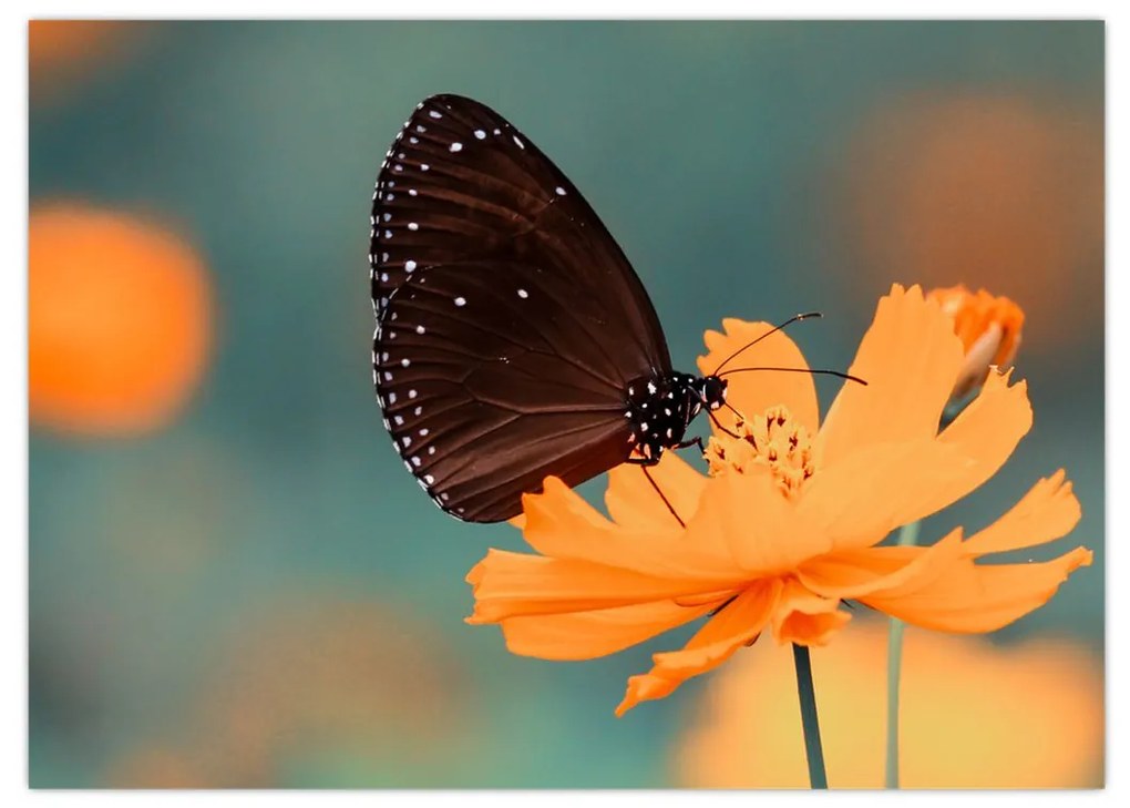 Obraz - motýľ na oranžovom kvete (70x50 cm)