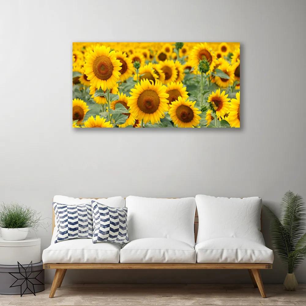 Obraz Canvas Slnečnica rastlina príroda 140x70 cm