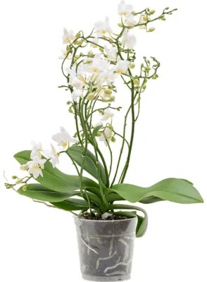 Phalaenopsis orchidea Multi soft cloud 12x45 cm