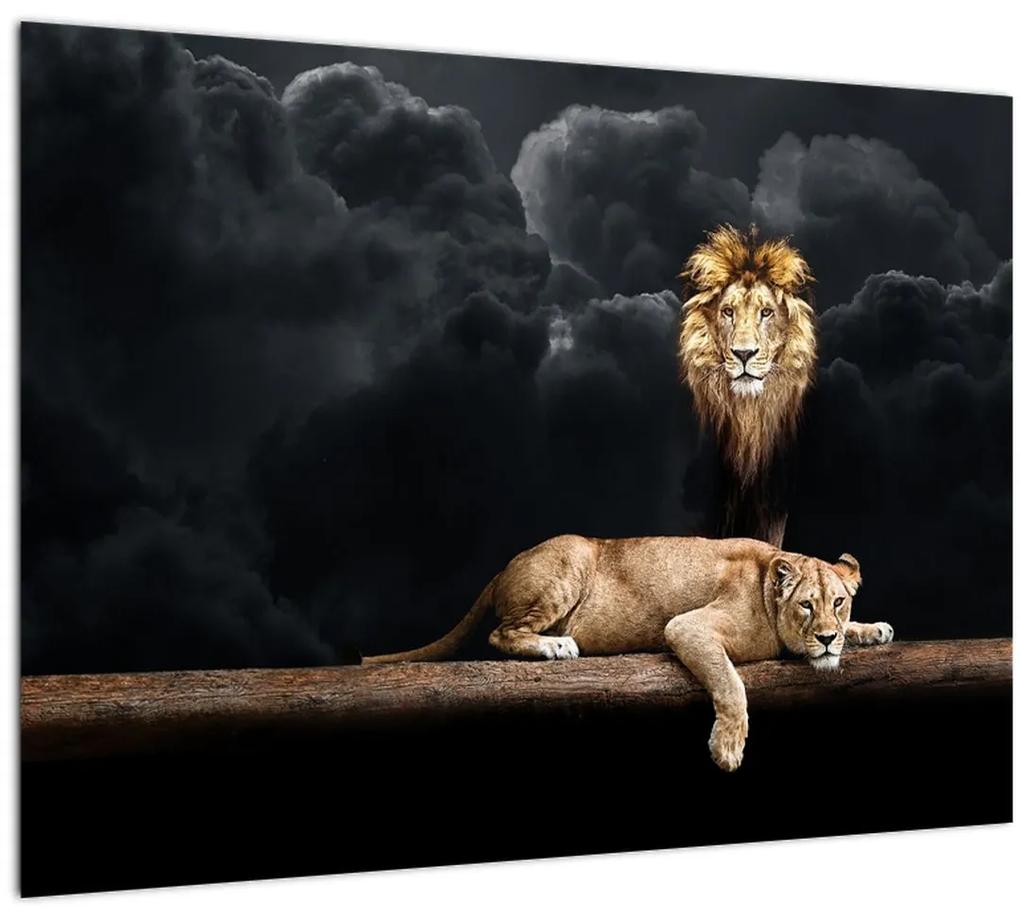 Sklenený obraz - Lev a levice v oblakoch (70x50 cm)