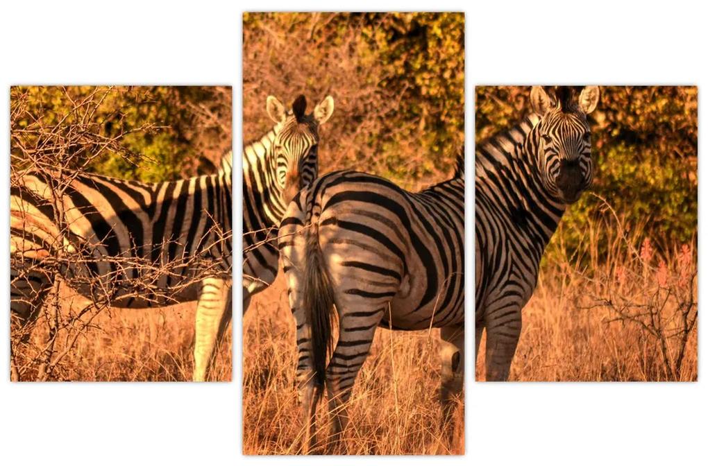 Obraz zebier (90x60 cm)