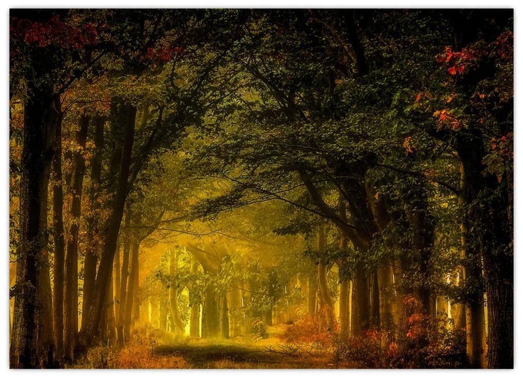 Sklenený obraz lesu (70x50 cm)