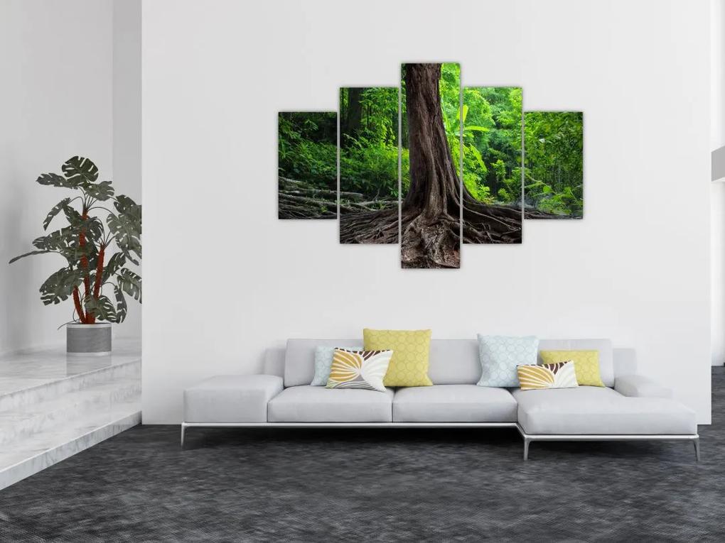 Obraz - Starý strom s koreňmi (150x105 cm)