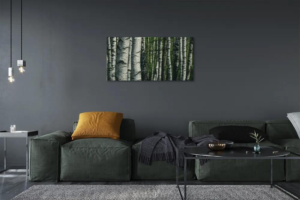 Obraz canvas brezového lesa 125x50 cm