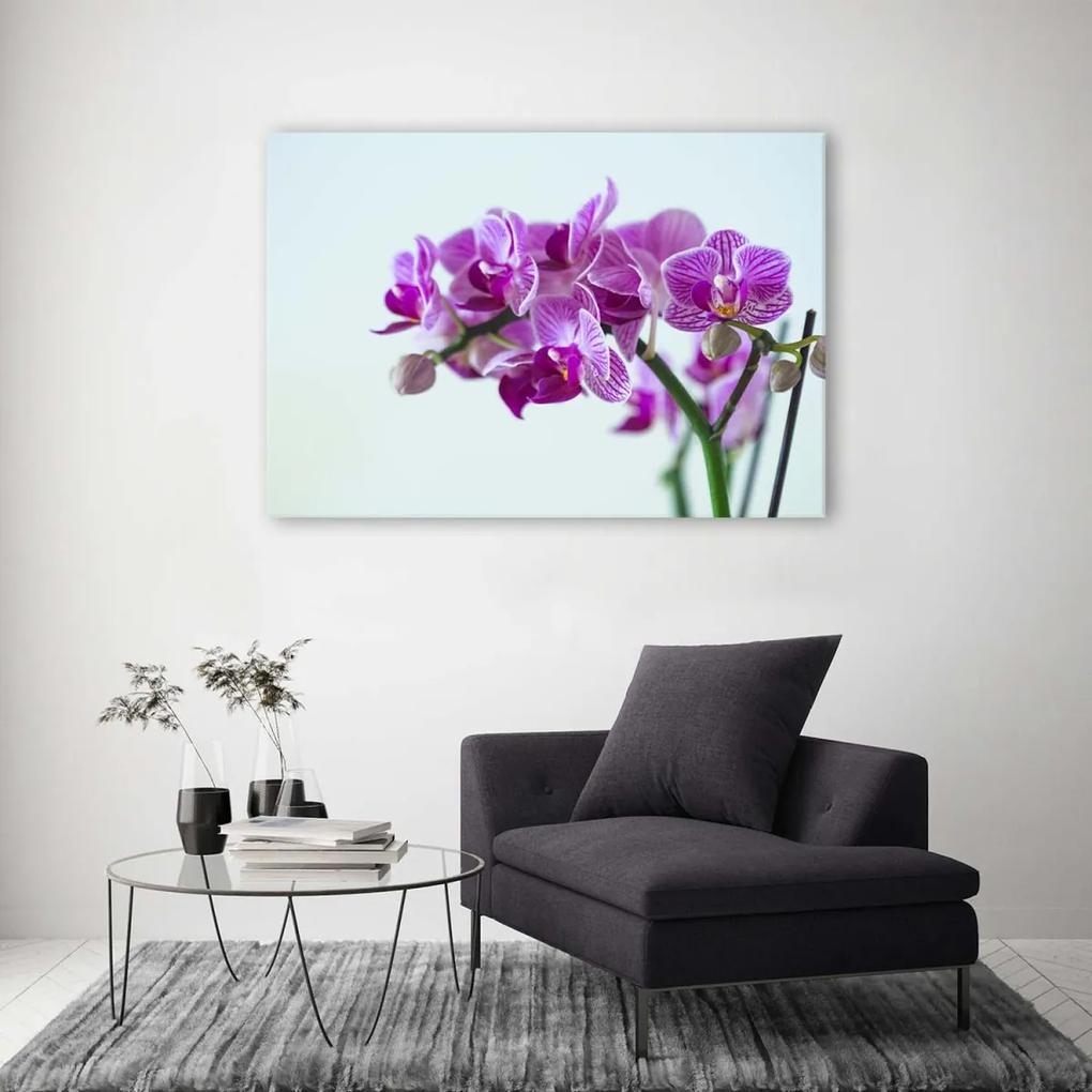 Obraz na plátně Růžová orchidej - 90x60 cm