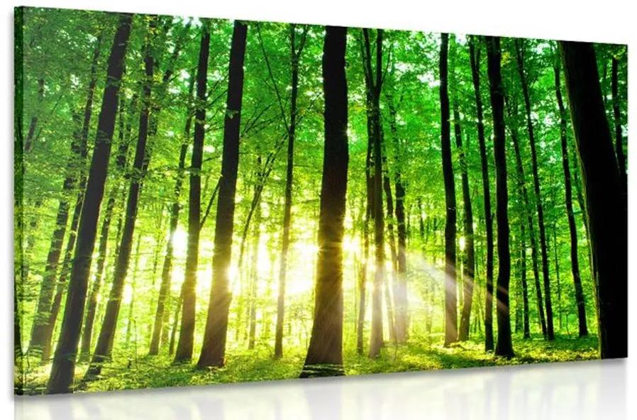 Obraz svieži zelený les Varianta: 120x80
