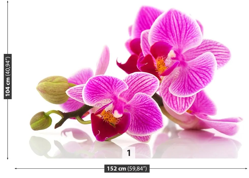 Fototapeta Vliesová Kvety orchideí 104x70 cm