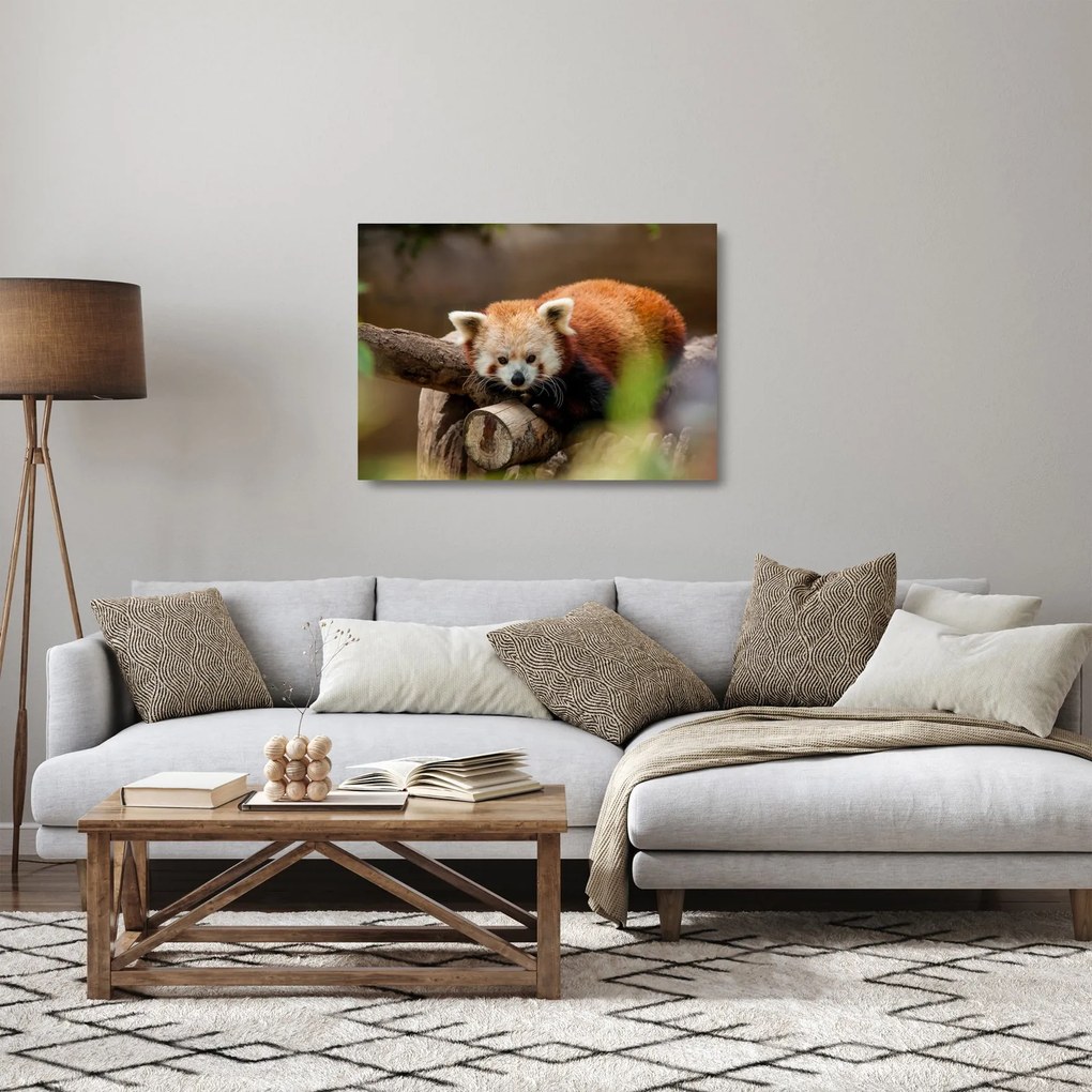 Sklenený obraz pandy červenej (70x50 cm)