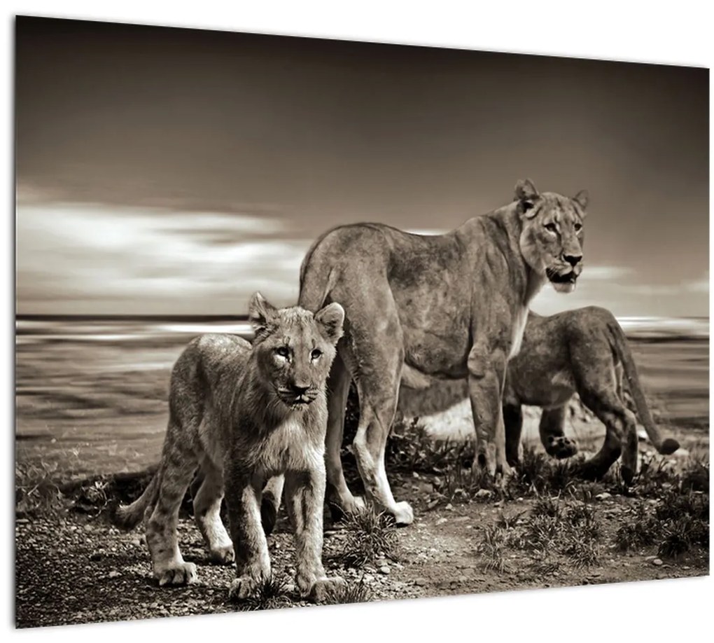 Obraz čiernobielych levov (70x50 cm)