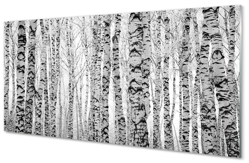 Sklenený obraz Čierna a biela breza 100x50 cm