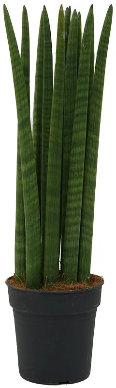 Sansevieria cylindrica Straight 19x75 cm