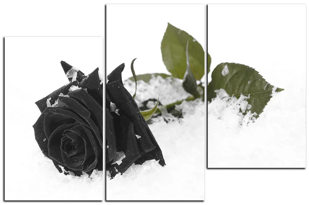 Obraz na plátne - Ruža na snehu 1103QC (105x70 cm)