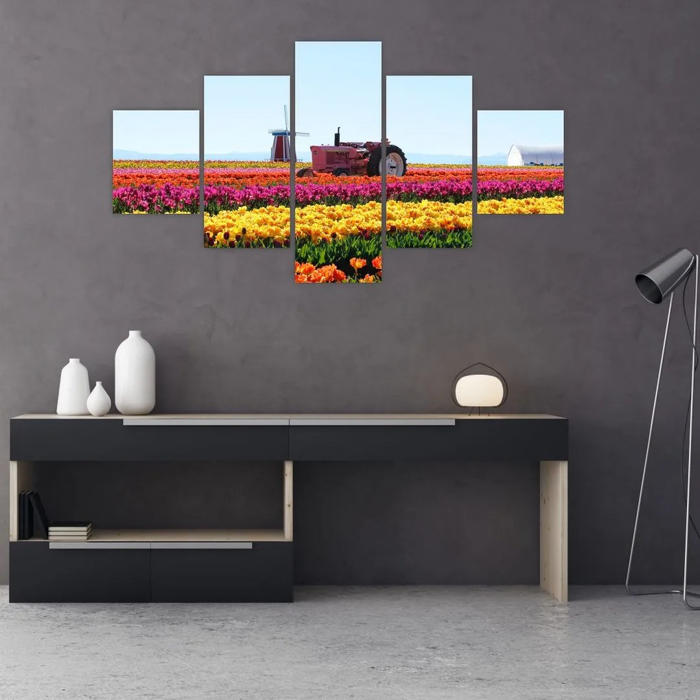 Obraz tulipánové farmy (125x70 cm), 40 ďalších rozmerov