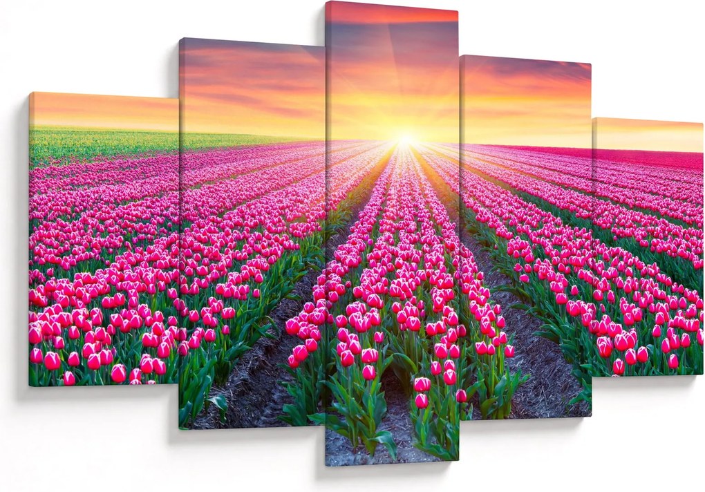 Obraz poľa tulipánov so slnkom (150x105 cm)